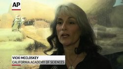 Valentine Gifts Help Penguins Get Mates Instructional Video