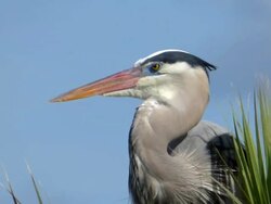 Portrait of a Great Blue Heron Stock Footage