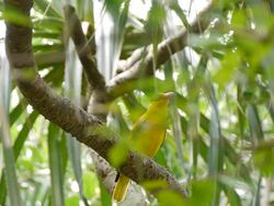 Oriole Stock Footage