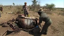 Prince Harry Visits Kruger National Park News Clip