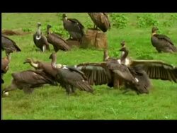 Vultures feeding, Nagarahole, Southern India Stock Footage