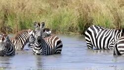 Zebra Herd Drinking in mere / lake Stock Footage