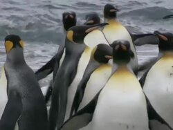 MS Adult king penguins AUDIO  / Gold Harbour, South Georgia, Antarctica Stock Footage