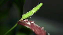 Water Dripping on Flower Petal Stock Footage
