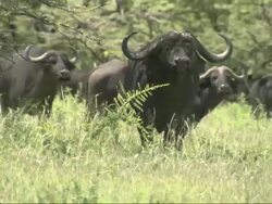 Male buffalo (Syncerus caffer) with spread of around 45 inches from outer side of curve of one horn to the other, Kenya, Africa Stock Footage
