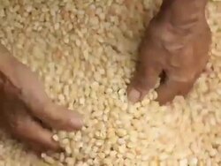 Raw dry corn spills Stock Footage