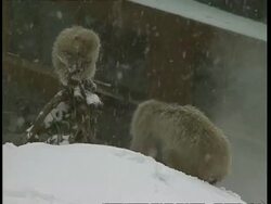 MS Macaque adult and infant, foraging in snow Stock Footage