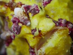 ECU Yellow Clown Frogfish / Cabilao Island, Philippines Stock Footage