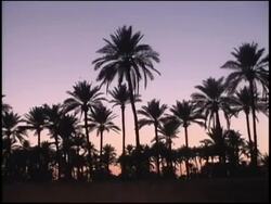 2003 MONTAGE Pre-war Iraq / WS Palm trees / WS Street night scenes / Iraq  Stock Footage