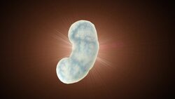 Lab-grown kidney used in animals Instructional Video