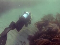 Diver underwater at St Bride's Bay in Pembrokeshire Wales UK Europe Stock Footage