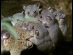 MCU Mother Grey short-tailed Opossum moving around with young on back Stock Footage