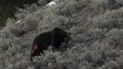 MS shot of a large male grizzly (Ursus arctos) walking through the sagebrush in early spring Stock Footage