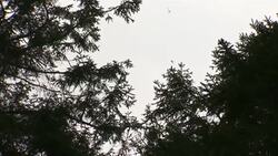 Illegal logging almost eliminated in wintering ground of monarch butterfly Instructional Video