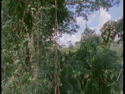 Track down tree in Amazon rainforest, South America Stock Footage
