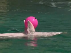 Wide Shot Dolphin Carrying Ball Singapore  Stock Footage