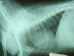 Dog x-ray. Stock Footage