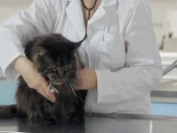 Vet Listening A Heartbeat By Stethoscope Stock Footage