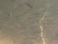 Group of small fish in the water. Stock Footage
