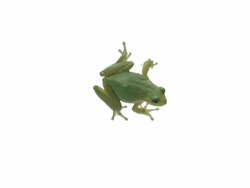 Green Tree Frog Stock Footage