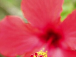 CU TD Hibiscus flower stamen / Hanalei, Kauai, Hawaii, USA Stock Footage