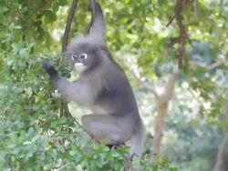 Monkey (presbytis obscura reid) Stock Footage