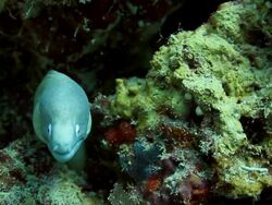 White Moray Eel Stock Footage
