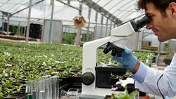 Focused male scientist analyzes a sample while working in a plant nursery Stock Footage