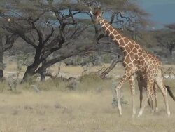 Giraffe Stock Footage