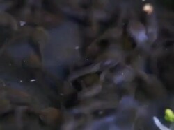 Tadpoles in a Pond Stock Footage