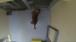 Zookeepers are getting creative to help stimulate animals and spice up their environments. At the Milwaukee County Zoo, Ethel the octopus wrestles a Mrs. Potato Head for her food. (Aug. 8) News Clip