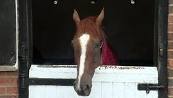 Brexit May Cause Staff Shortages in Horseracing News Clip