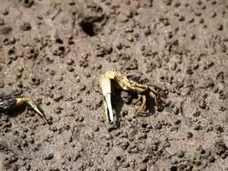 Fight for what you want to keep! Stock Footage