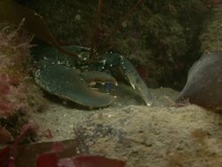 Lobster Stock Footage