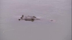 A crocodile lurks snout deep in a river. Stock Footage