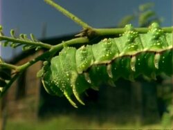 CU Pan right along body of green caterpillar feeding on plant, USA Stock Footage