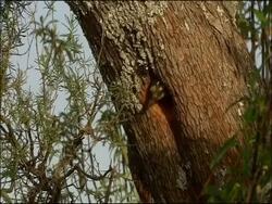Greater Spotted Woodpecker (Dendrocopos major) flies from tree, Sierra de Andujar, Sierra Morena, Andalucia, Spain Stock Footage
