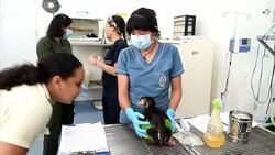 CLEAN : Baby spider monkey receives care in Colombia News Clip