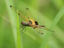 Dragonfly rests on leafs 3 Stock Footage