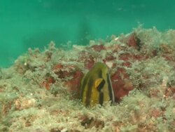 Shorthead sabretooth Blenny, head in and out of hole, Borneo, Malaysia, Southeast Asia Stock Footage