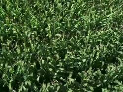 HD CRANE: Corn Field Stock Footage