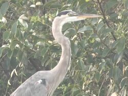 Blue heron in the woods 1 Stock Footage