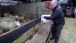 CLEAN : Voices of Brexit the British sheep farmer News Clip