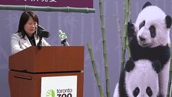 Toronto Zoo Announces Fundraising Dinner to Celebrate First Birthday of Panda Cubs-Toronto,Canada Stock Footage