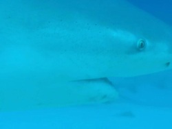 Grey reef sharks, Carcharhinus amblyrhynchos, Bahamas  Stock Footage