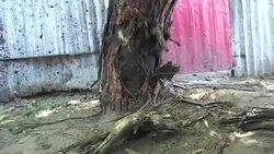 CLEAN : Somalia At least four dead in mortar attack News Clip