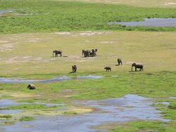 Elephant at Amboseli Lake Stock Footage