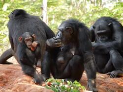 Chimpanzees. Stock Footage