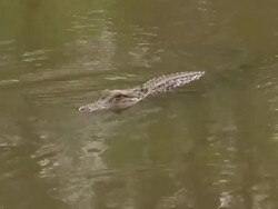 Long shot of alligator floating in river. Stock Footage