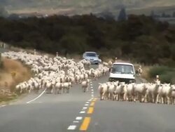Flock Of Sheep Stock Footage